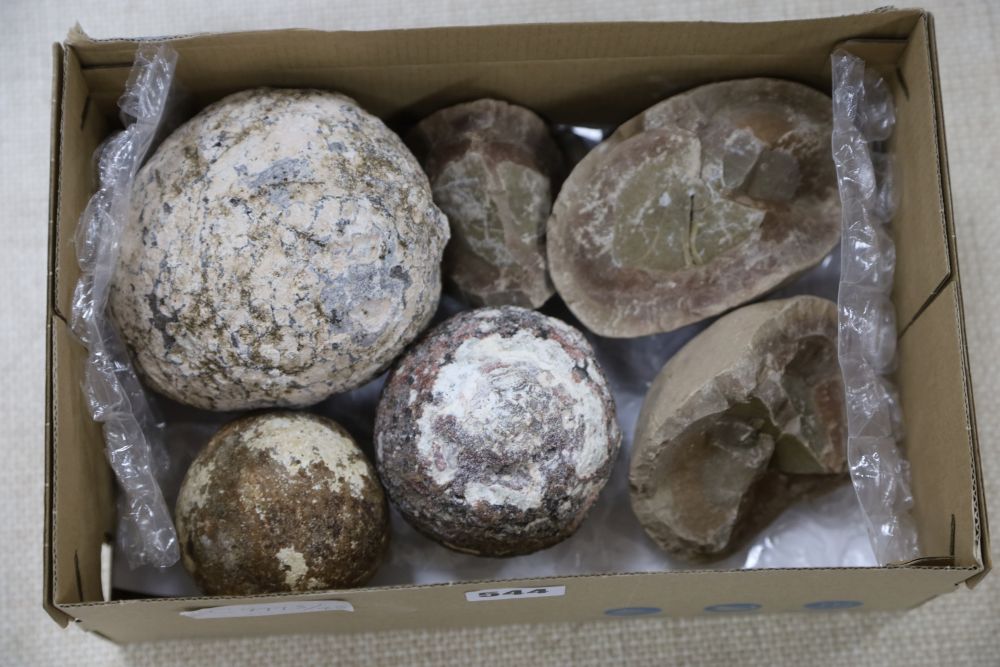 A collection of four dinosaurs eggs